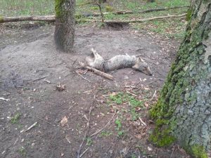 Kolejna ofiara śmiercionośnej pułapki – UWAGA! Drastyczne zdjęcia!