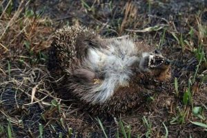 Wypalanie traw surowo zabronione!!! Drastyczne zdjęcia!