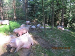 Świński wypadek (zdjęcia)