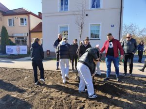Rozpoczęło się zasadzanie drzew wzdłuż remontowanej ulicy Moniuszki.