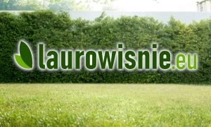 Laurowisnie.eu – sprzedaż laurowiśni